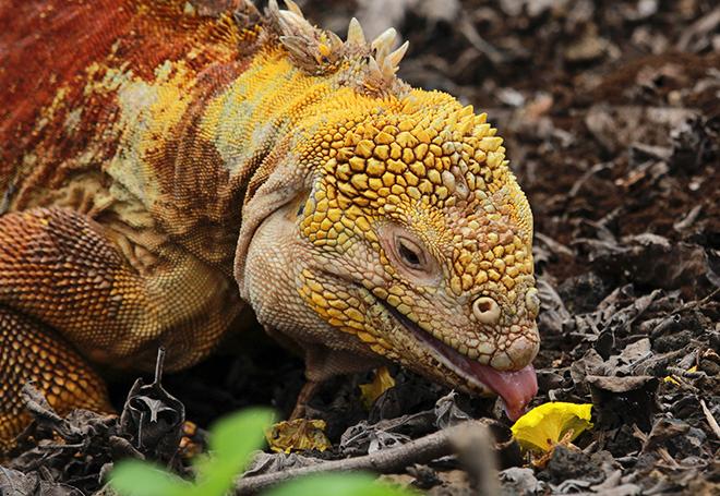 Yellow land iguana at Charles Darwin Sanctuary © Annika Fredriksson